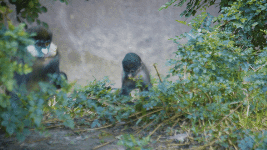 Baby Monkey Clutched By Protective Mom GIF