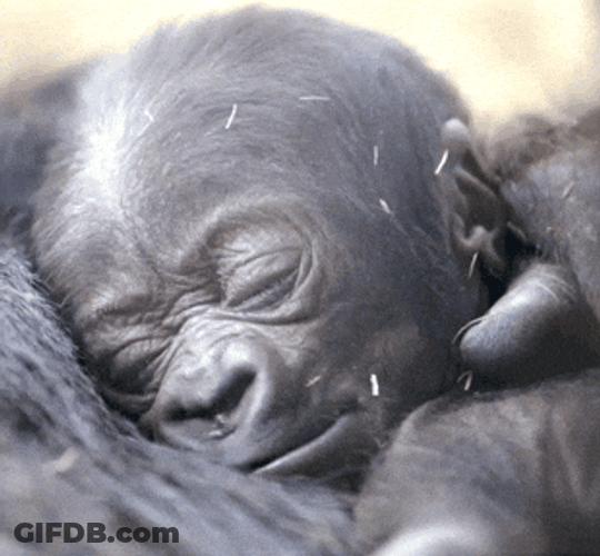 Baby Monkey Gorilla Sound Asleep GIF
