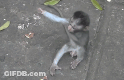 Baby Monkey Held By Larger Monkey GIF