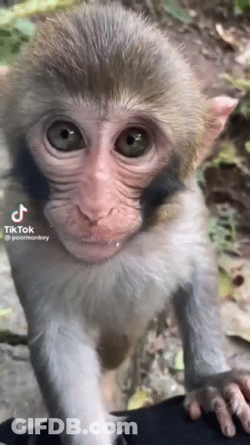 Baby Monkey Held Looking At Camera GIF