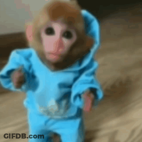 Baby Monkey In Blue Hoodie Walking On Wooden Floor GIF