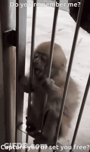 Baby Monkey In Cage Do You Remember Me GIF