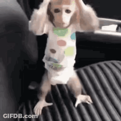 Baby Monkey In Diaper Standing In Car GIF