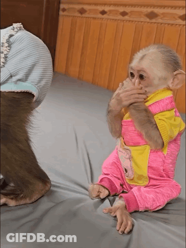 Baby Monkey In Pink And Yellow Outfit GIF