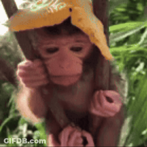 Baby Monkey In Yellow Hat On Tree Branch GIF
