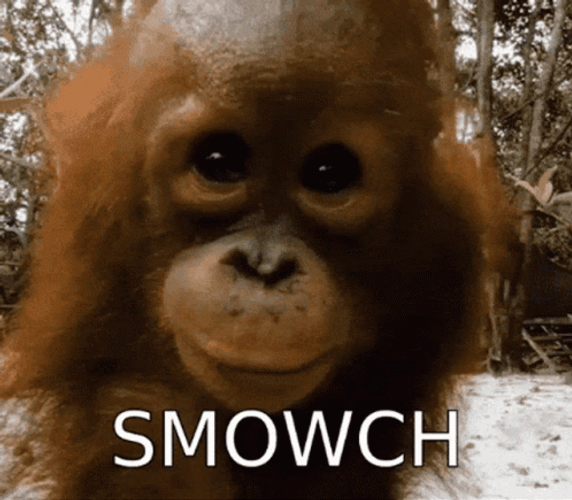 Baby Monkey Kissing Smowch GIF