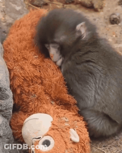 Baby Monkey Laying On Stuffed Animal GIF