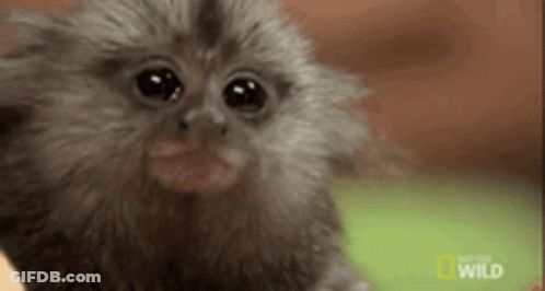 Baby Monkey Looking At Camera With National Geographic Wild Logo GIF