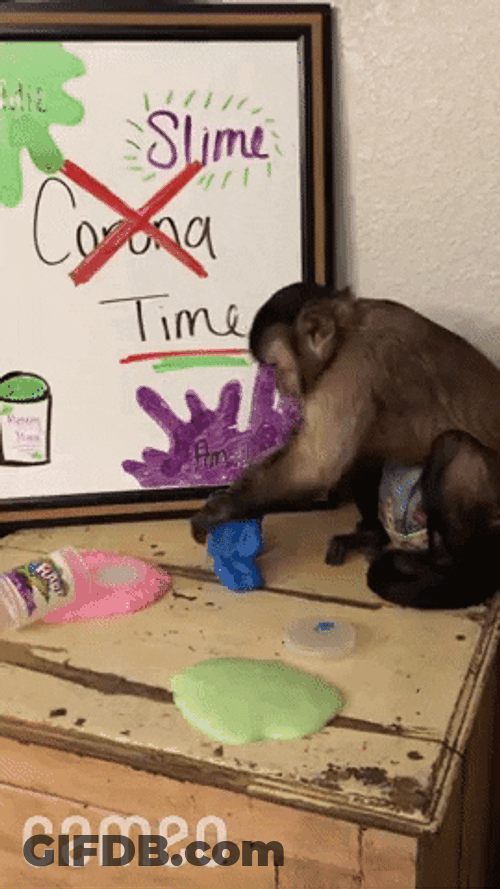 Baby Monkey Messing Up GIF