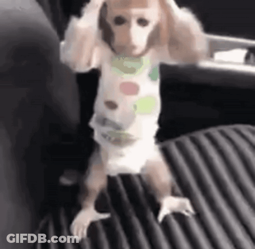 Baby Monkey On Bed In Diaper GIF