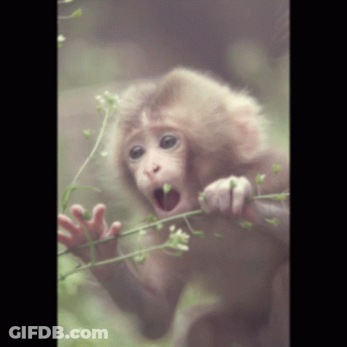Baby Monkey Open Mouth Eating Flower GIF