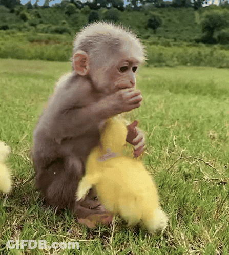 Baby Monkey Playing With Stuffed Animal In Field GIF