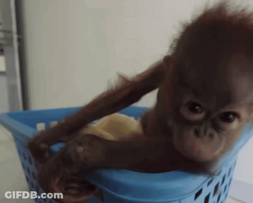 Baby Monkey Sitting In Blue Laundry Basket GIF