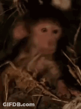 Baby Monkey Sitting In Grass Looking At Camera GIF