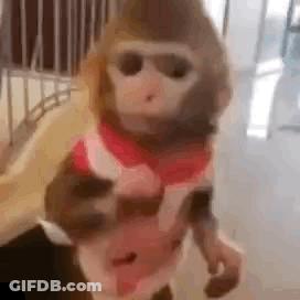 Baby Monkey Sitting In Grass Looking At Camera GIF