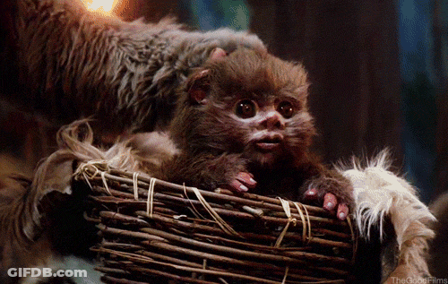Baby Monkey Sitting In Wicker Basket GIF
