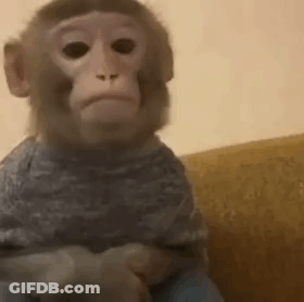 Baby Monkey Sitting On Couch GIF