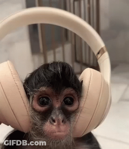 Baby Monkey Wearing Headphones GIF
