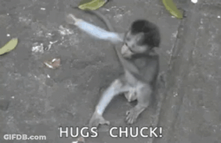 Baby Monkeys Hug Chuck Meme GIF
