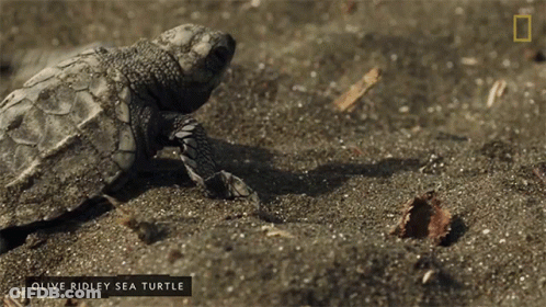 Baby Olive Ridley Sea Turtle Crawling On Sand GIF