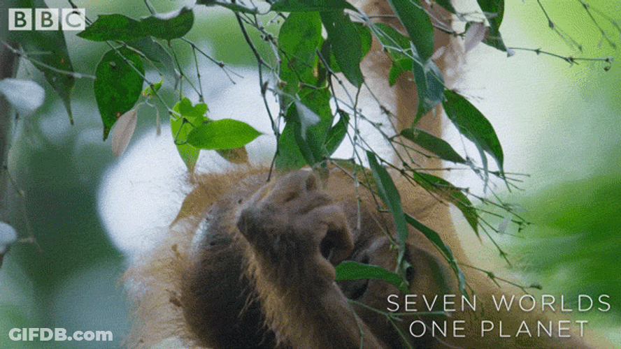Baby Orangutan Monkey Hanging From Tree GIF