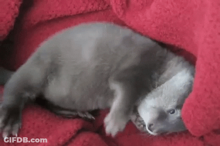 Baby Otter Cozy In Bed GIF