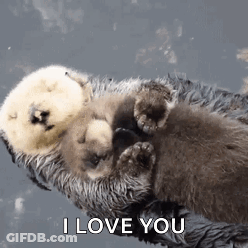 Baby Otter Laying On Mother 'S Back I Love You GIF
