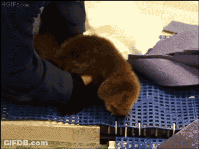 Baby Otter Learning To Swim GIF