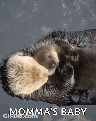 Baby Otter Lying On Mother GIF