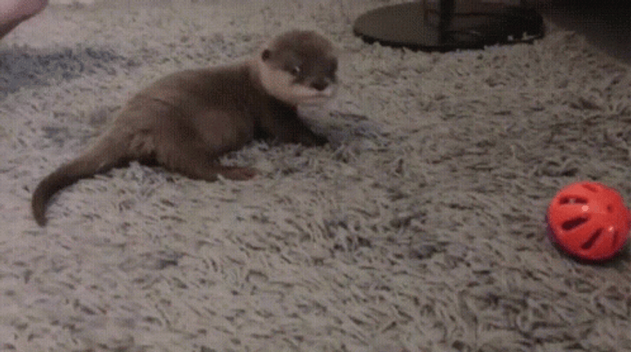 Baby Otter Rolling Over GIF