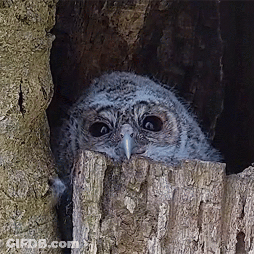Baby Owl Peeking Out Of Tree Hole GIF
