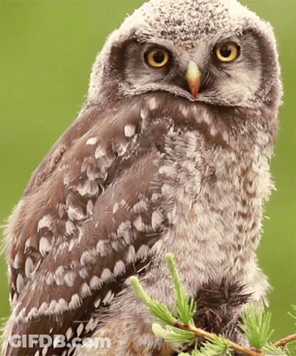 Baby Owl Perched On Tree Branch Looking At Camera GIF