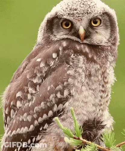 Baby Owl Perched On Tree Branch GIF