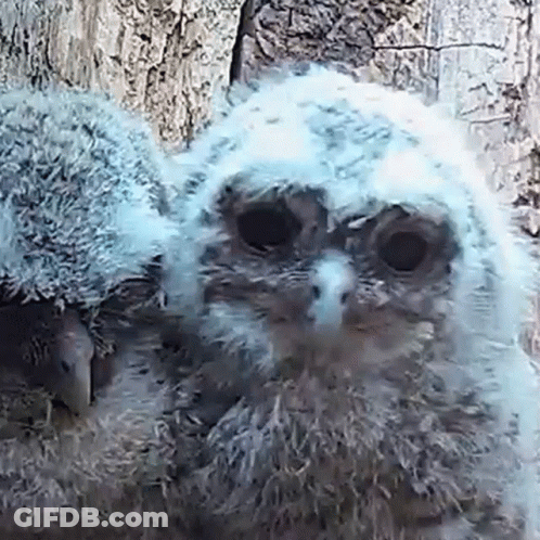 Baby Owl Sitting Next To Tree GIF