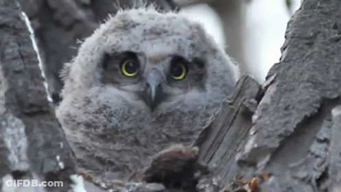 Baby Owl Sitting On Tree Branch GIF