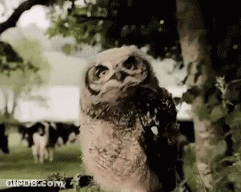 Baby Owl Standing Next To Tree GIF