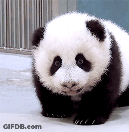 Baby Panda Crawl Step GIF