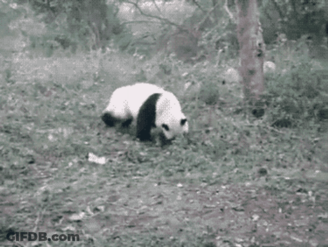 Baby Panda Funny Somersault GIF