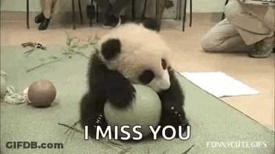 Baby Panda Playing With Ball Saying I Miss You GIF