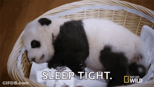Baby Panda Sleeping In Wicker Basket Saying Sleep Tight GIF