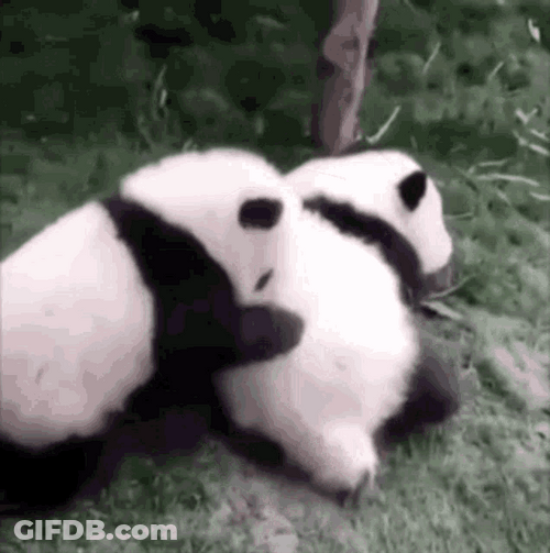 Baby Panda Sweet Cuddle GIF
