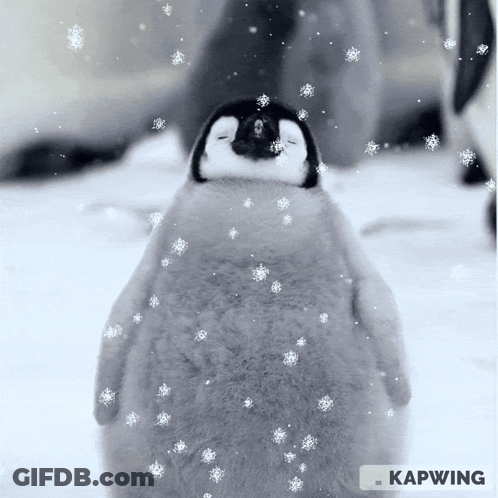 Baby Penguin Standing In Snow GIF