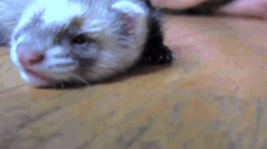 Baby Pet Ferret GIF