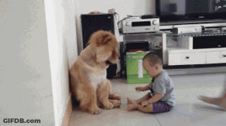 Baby Poke Dog Chow Chow Paw GIF