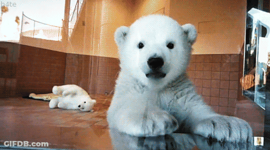 Baby Polar Bear GIF