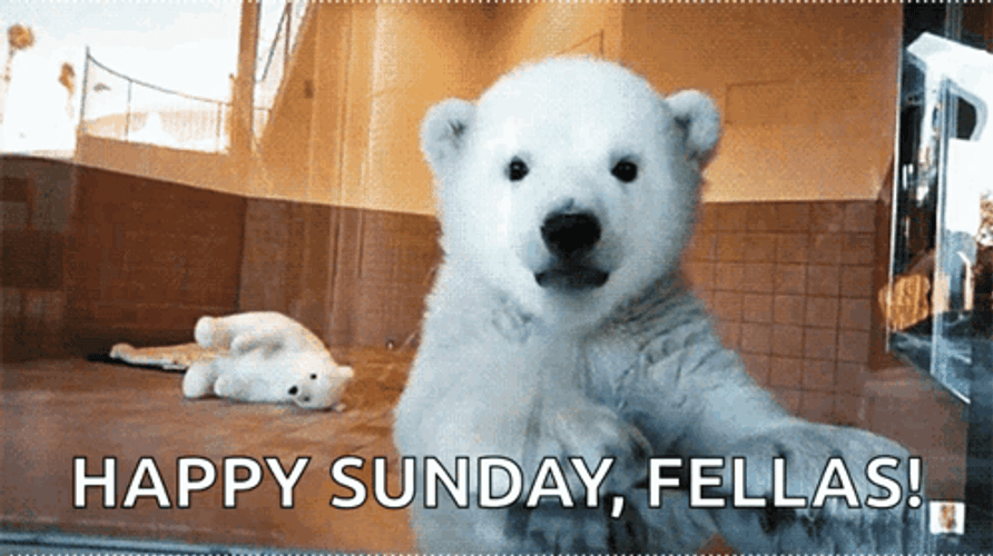 Baby Polar Bear Waving Happy Sunday Fellas GIF