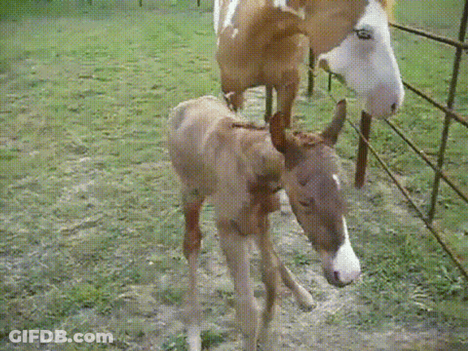 Baby Pommel Horse GIF