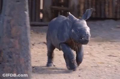 Baby Rhino Running On Dirt GIF
