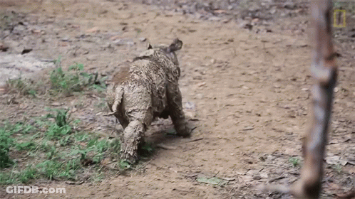 Baby Rhino Running Through Dirt GIF