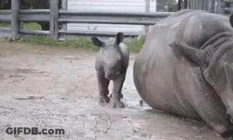 Baby Rhino Walking Next To Mother GIF
